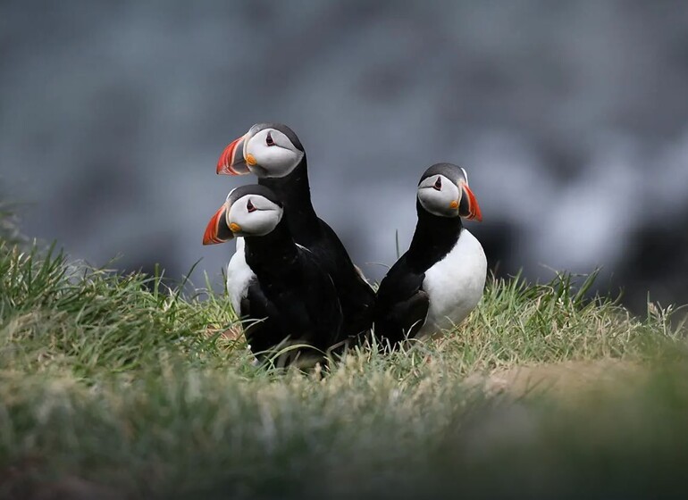 Croisière PONANT, Mosaïque islandaise