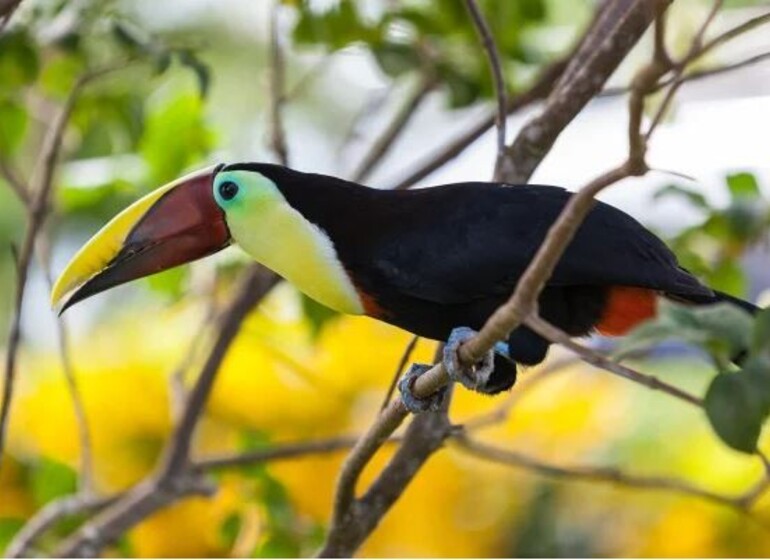 De Puerto Caldera à Balboa : Croisière en voilier Costa Rica et Panama