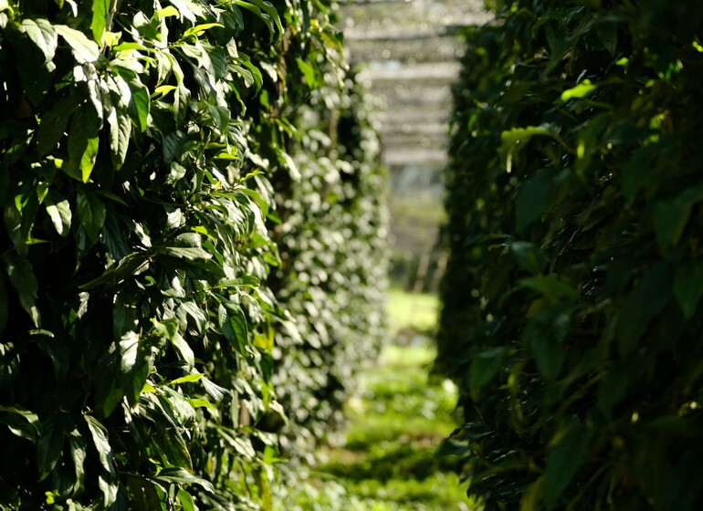 Circuit Sud du Cambodge