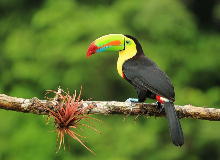 costa rica toucan
