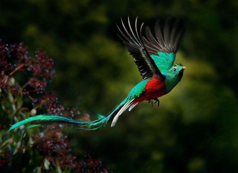 costa rica quetzal