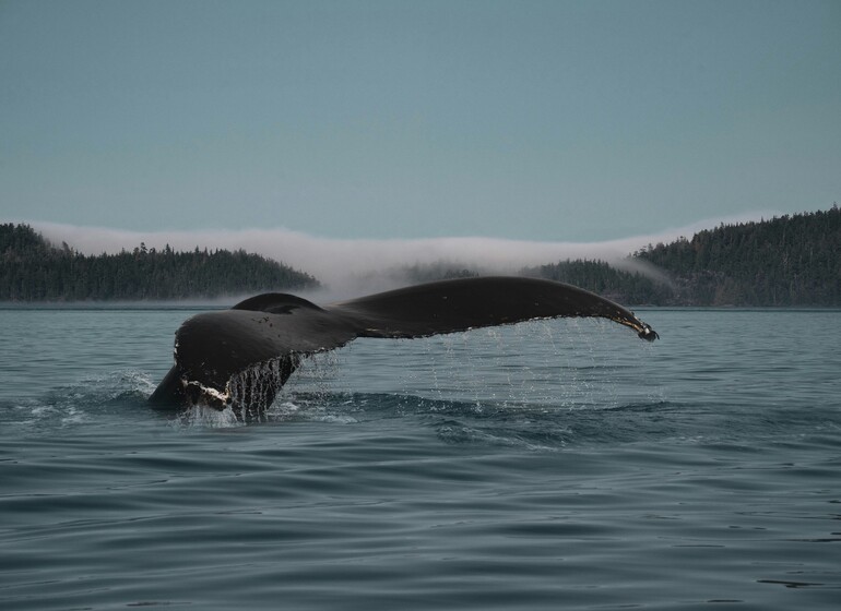 Les Rocheuses - Ouest canadien