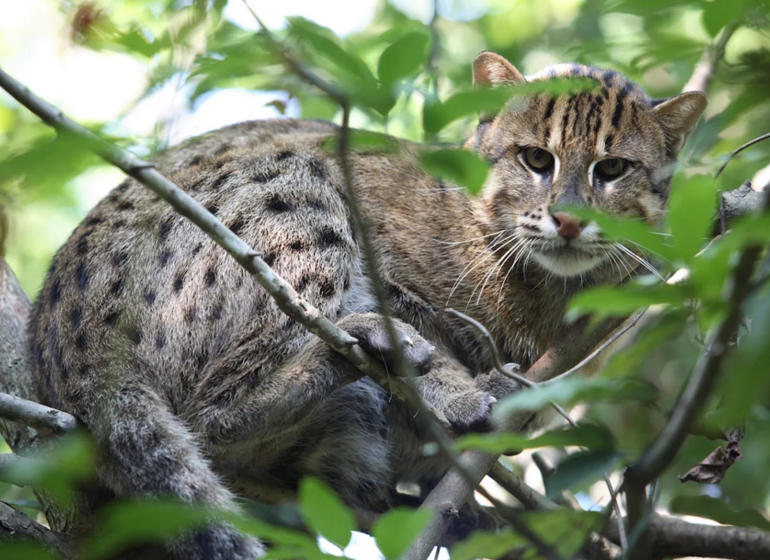 Découverte de la chaîne des Cardamomes