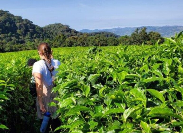 Rwanda thé
