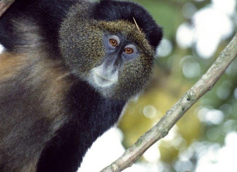 Rwanda singe