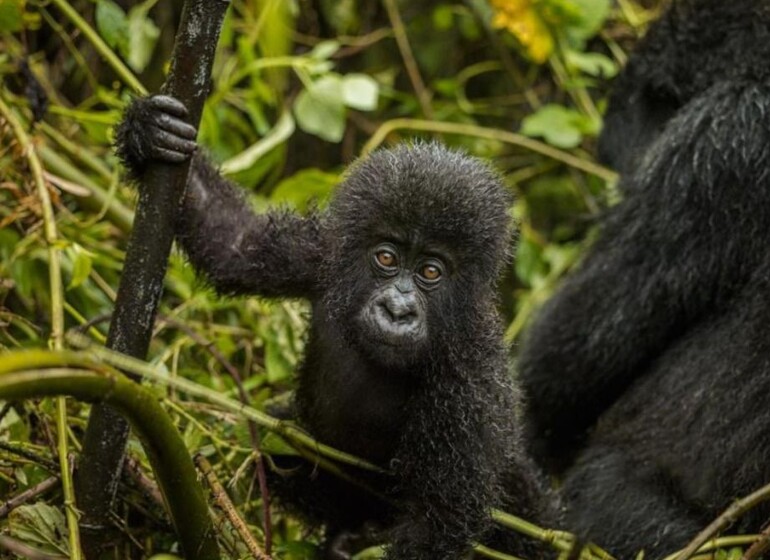 Rwanda gorille