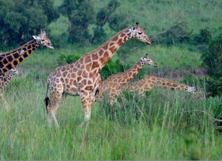 Rwanda girafes