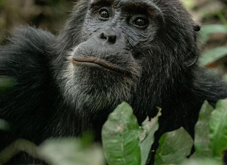 Rwanda chimpanzes