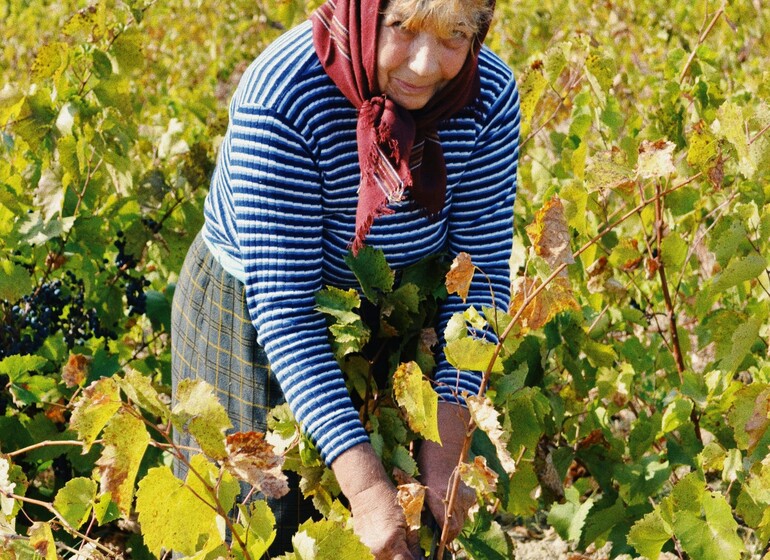Vendanges dans les vignobles de Kakhétie en Géorgie, berceau de la tradition viticole géorgienne