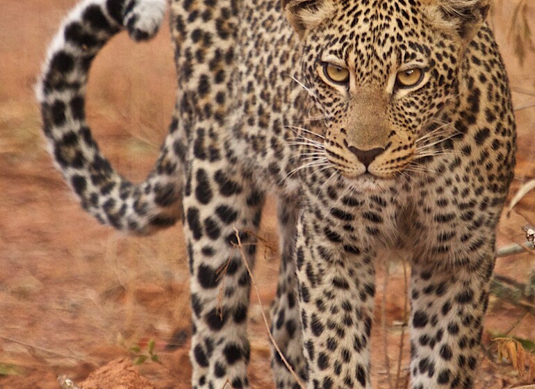 Rwanda voyage Akagera