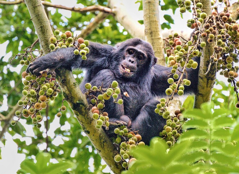 Rwanda voyage Nyungwe
