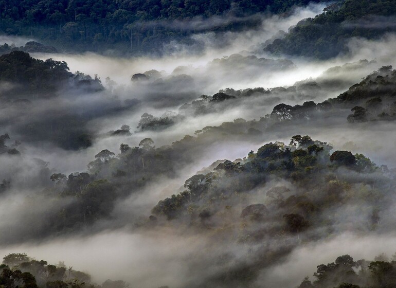 Rwanda voyage Nyungwe