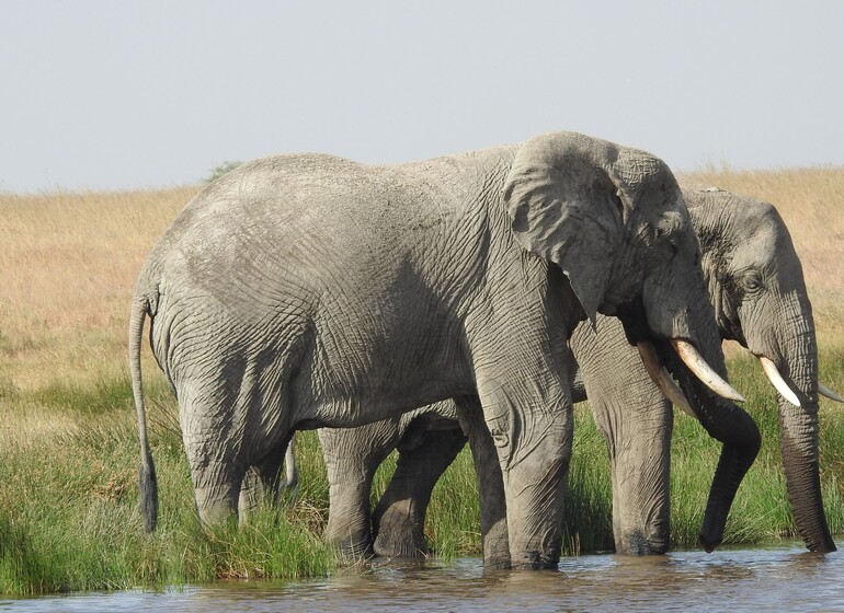 safari tanzanie éléphants