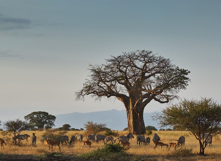 safari tanzanie serengeti