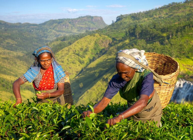 Sri Lanka thé