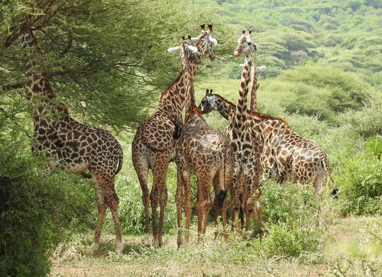 safari tanzanie girafes