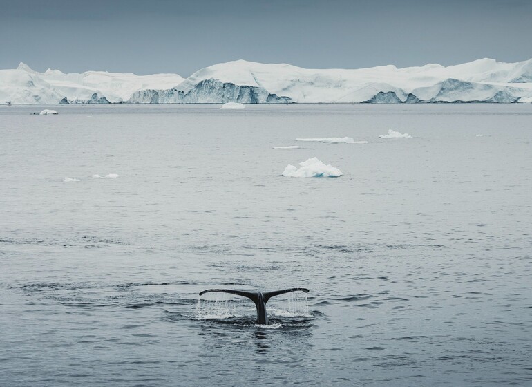 Groenland Iceberg baleine