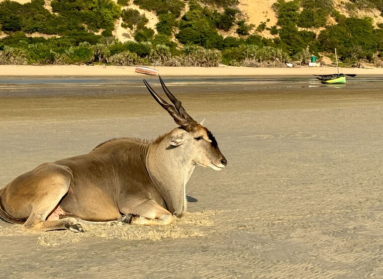 Faune en liberté Azulik Lodge, Mozambique