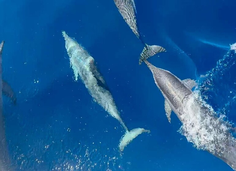 dauphins Azulik Lodge, Mozambique