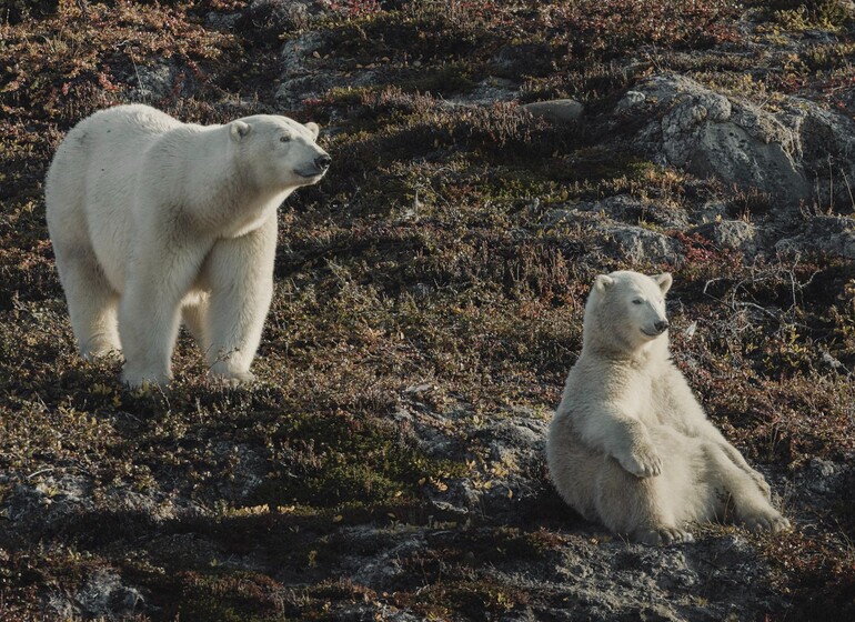 ours polaire Côte est Arctique