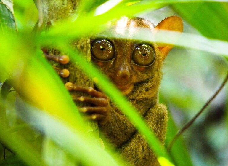 Tarsier des Philippines sur l'île de Bohol